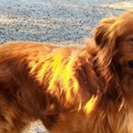 Chester - Golden Retriever