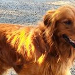 Chester - Golden Retriever