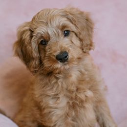 Goldendoodle and Poodle Puppies from Desert Born Kennel