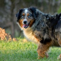 Seven - Miniature Australian Shepherd