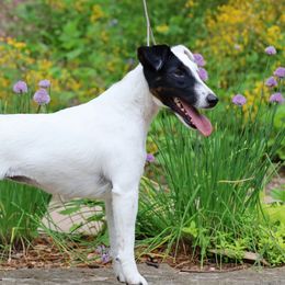 Charm - Smooth Fox Terrier