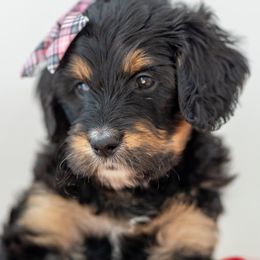 Sweetmeat - Phantom female Bernedoodle puppy in Fairfield, Illinois from Positively Doodles