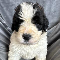 Boy 4 - Brown and white male Saint Berdoodle puppy in San Antonio, Texas from Mammoth Doodles