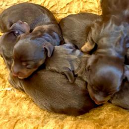 RESES - Chocolate and tan female Dachshund puppy in Vero Beach, Florida from Joseph’s Dachshunds