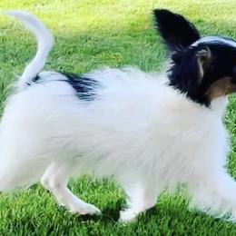 Papillons from JBar Papillons