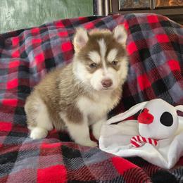 Clause - Red and white male Siberian Husky puppy in Kansas City, Missouri from Anuun's Huskies