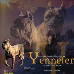 Cane Corso puppies from Killing Joke Kennels