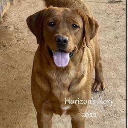 RORY - Labrador Retriever