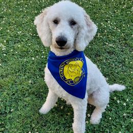 Poodle All Grown Up from Good Sir Poodles