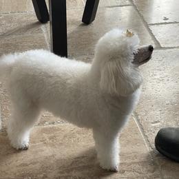 Dreamy - Poodle