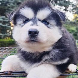 Iza - Black and white female Siberian Husky puppy in Woodlawn, Virginia from Delta Huskies