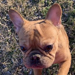 Tanner - French Bulldog