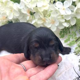 Flyer - Black and tan male Dachshund puppy in Exeter, California from Sawtooth Miniature Dachshunds