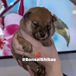 ENZO - Sesame male Shiba Inu puppy in Minnesota from BonsaiShibas