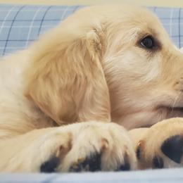 Golden Retriever Puppies from The Golden Court