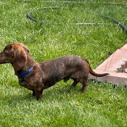 Leo - Dachshund