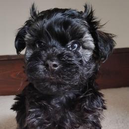 Camper - Gold sable male Havanese puppy in Kinston, North Carolina from Court Jester Havanese and Russian Salon Dogs