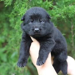 Axel - Black male German Shepherd puppy in Lucasville, Ohio from Trusting Hearts Kennel
