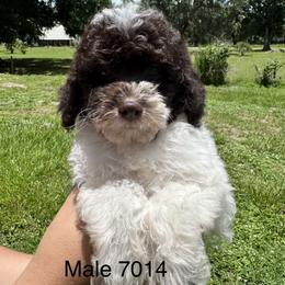 Buzz - Parti male Goldendoodle puppy in Arcadia, Florida from KnuDawn Goldendoodles