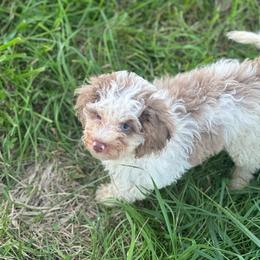Baylor - Brown and white male Cockapoo puppy in Moulton, Iowa from Shondel Puppy Paws