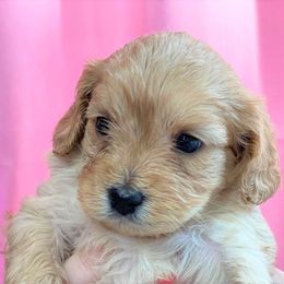 Cavapoo Puppies from Clearview Canines