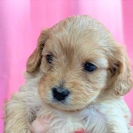 Cavapoo Puppies from Clearview Canines