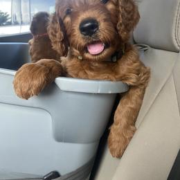 Goldendoodle Puppies from Bows & Ties Doodles