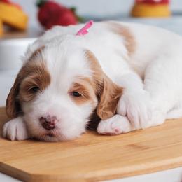 Goldendoodle puppies from New Doods On The Block