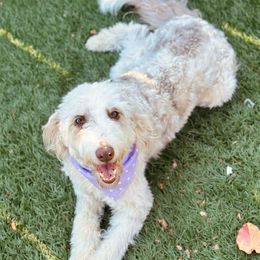 Venice - Red merle Bordoodle puppy in Allen, Texas from Calena’s Doodles