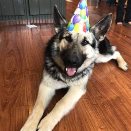 Rosemary - German Shepherd