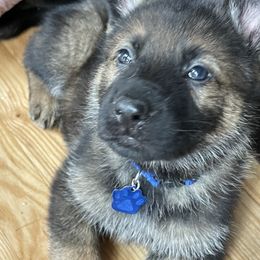 Boy 5 - Sable male German Shepherd puppy in Black Creek, Wisconsin from Copper View Farm German Shepherds and Labrador Retreivers