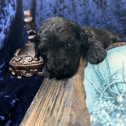 Goldendoodle Puppies from The Dood Effect