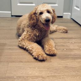 Goldendoodle All Grown Up from Dawnie’s Doodles