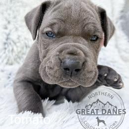 Tomato - Blue female Great Dane puppy in Sac City, Iowa from Northern Great Danes of Colorado & Iowa