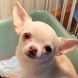 Venus - Chihuahua