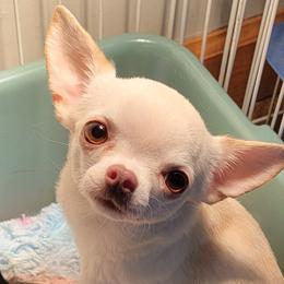 Venus - Chihuahua
