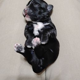 Pepper - Black female Havanese puppy in Kinston, North Carolina from Court Jester Havanese and Prissy Diva Russian Salon Dogs