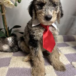 Bernedoodle, Goldendoodle, and Poodle Puppies from Poodle and Doodle Haven