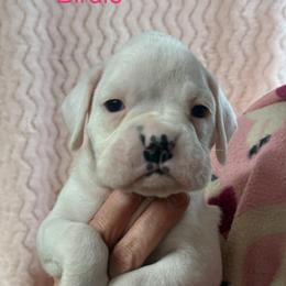 Birdie - White female Boxer puppy in Elyria, Ohio from Just-A-Wyn Boxers