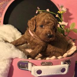 Nala - Red  female Poodle puppy in Fort Salonga, New York from Blues Performance Poodles