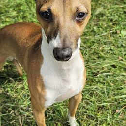 Puddles - Italian Greyhound