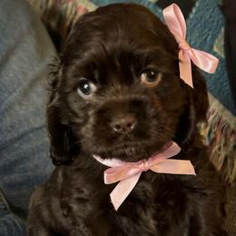 Cocoa - Brown female Cocker Spaniel puppy in Memphis, Tennessee from Cordova Cockers