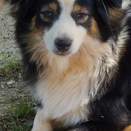 Miniature Australian Shepherds and Toy Australian Shepherds from Deep River Aussies