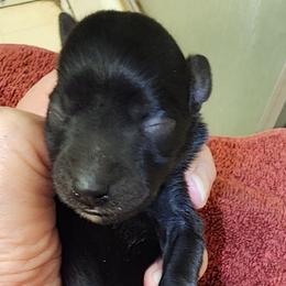 Sweet Pup's Midnight Fudge - Black male Miniature Schnauzer puppy in North Zulch, Texas from Sweet Pup Schnauzers