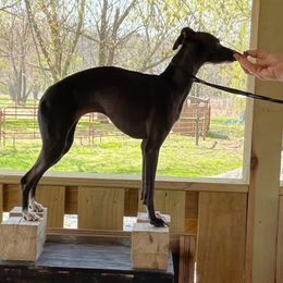 Lady - Italian Greyhound