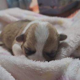 Amond joy - Red female Pembroke Welsh Corgi puppy in Walnut, Iowa from Michelle's House of Corgi's