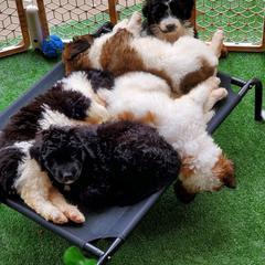Saint Berdoodle and Sheepadoodle Puppies from Heart of Dixie Doodles
