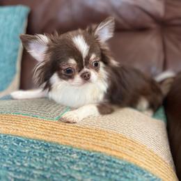 Yorkshire Terrier Puppies from Tiny Joy