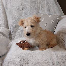 Declan - Boy - Wheaten male Scottish Terrier puppy in San Antonio, Texas from Christie Gregory's Scotties