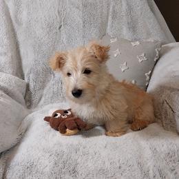 Declan - Boy - Wheaten male Scottish Terrier puppy in San Antonio, Texas from Christie Gregory's Scotties
